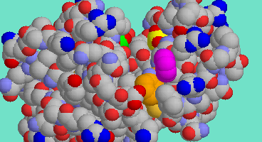 Lysozyme-Inhibitor Complex