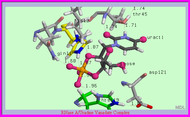 Overview of RNase A Structure/Function Relationships