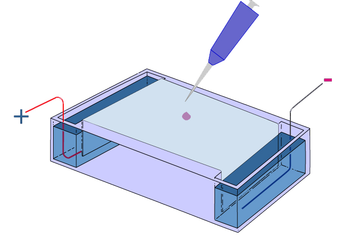 Animation: pH-Dependent Electrophoresis and Microstate Composition of ...