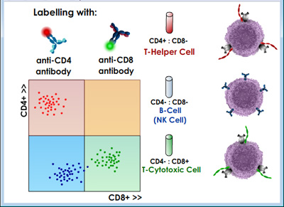 Immune Cell Stimulation