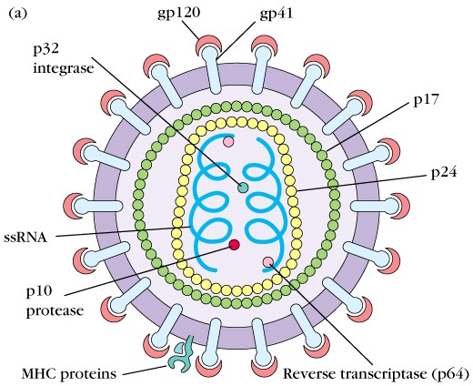 labeled hiv model